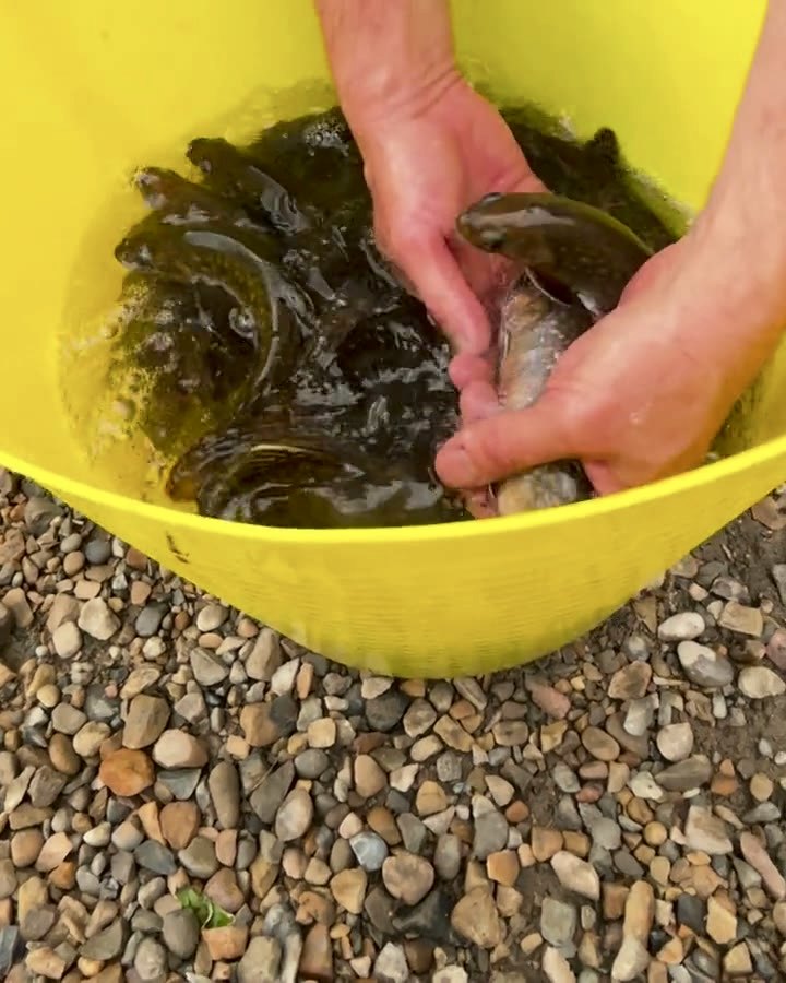 Hands lifting young trout from a bucket at stocking