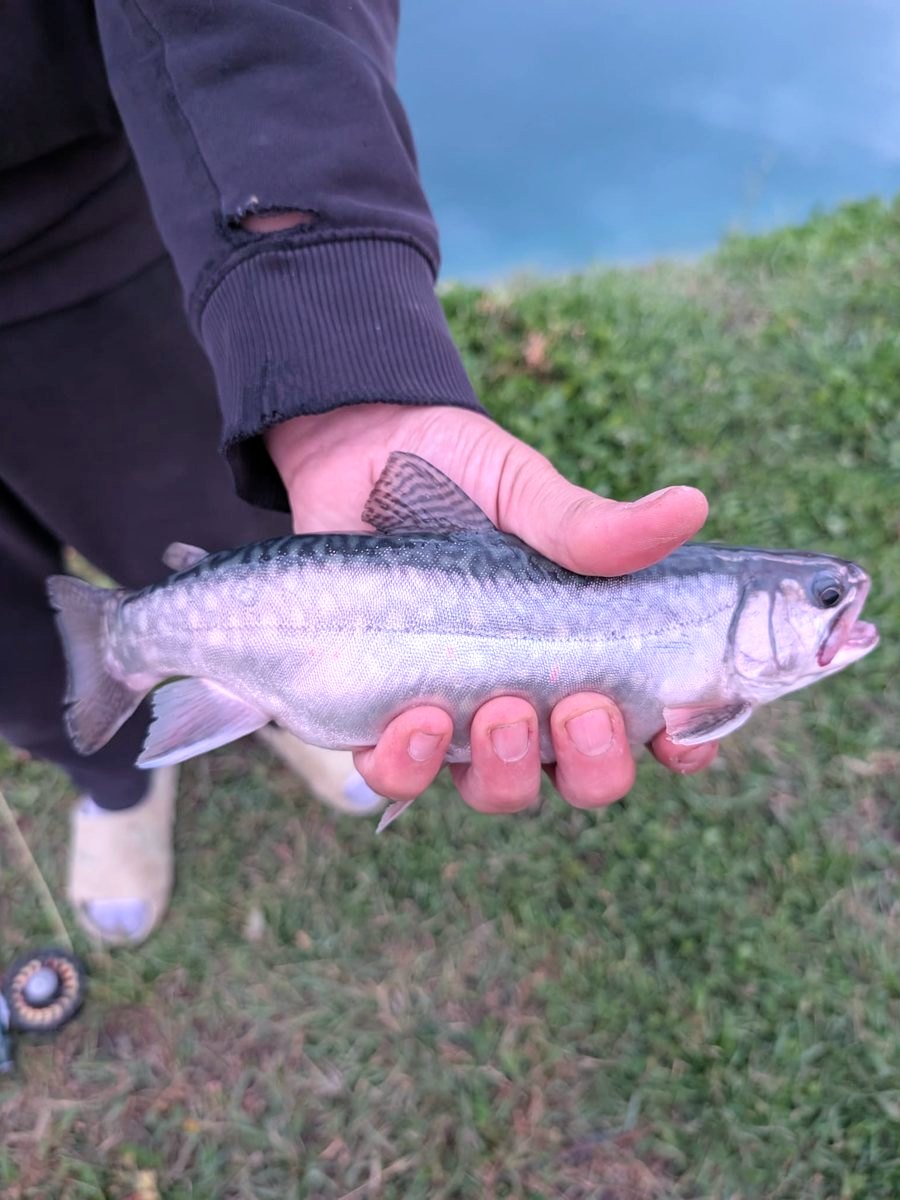 A trout with pale spots and dark wavy back markings, held beside the pond